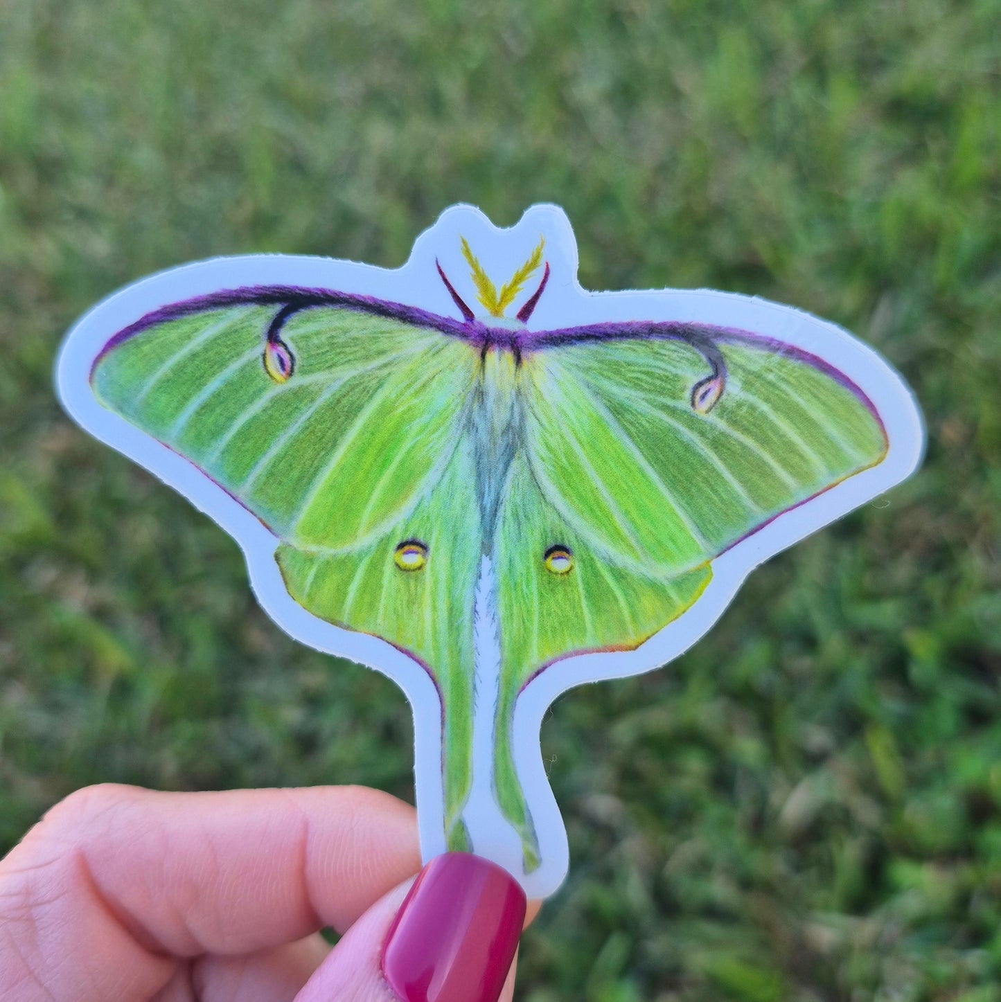 Luna Moth Sticker