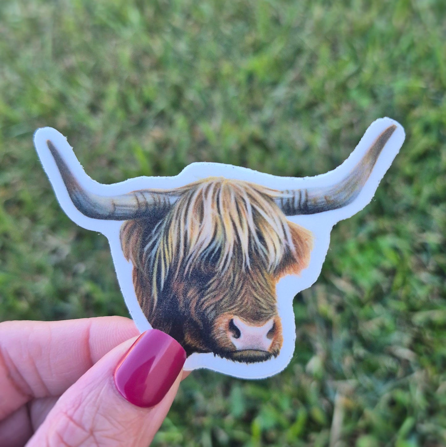 Highland Cow Sticker