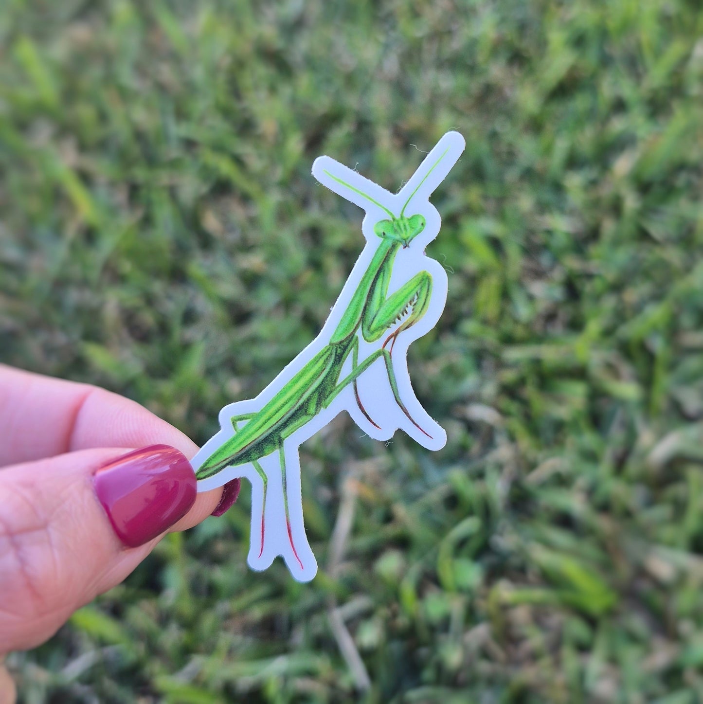Praying Mantis Sticker