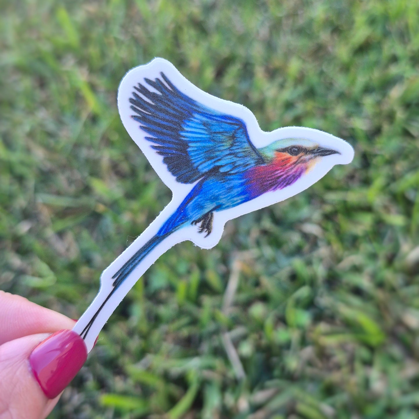 Lilac-Breasted Roller Sticker