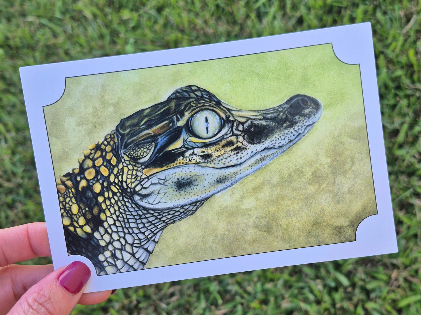 Alligator Postcard