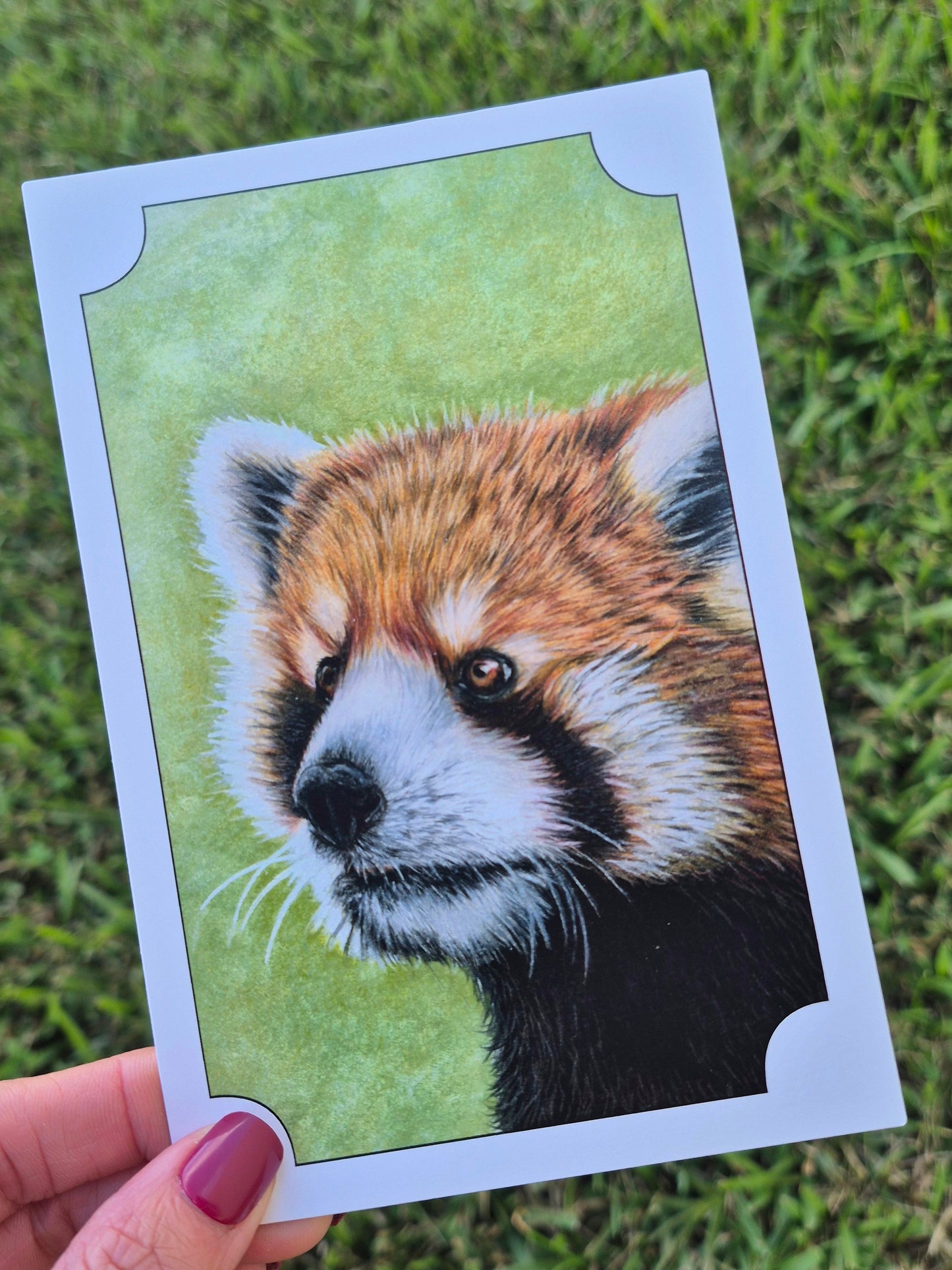 Red Panda Postcard