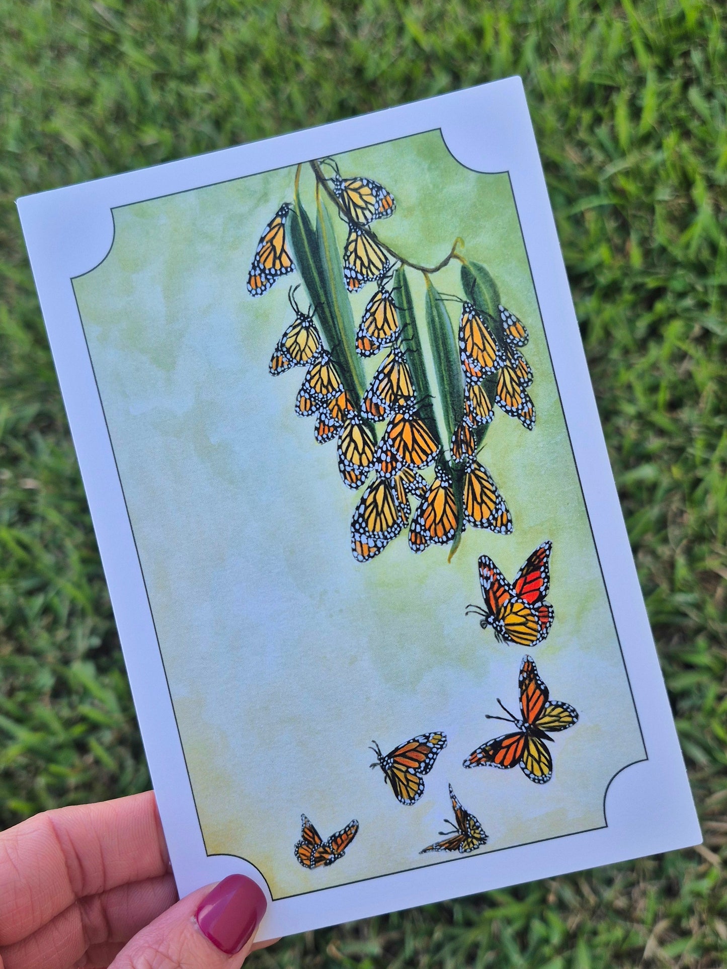 Monarch Butterfly Postcard