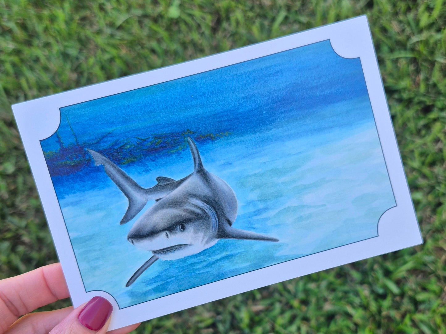 Bull Shark Postcard