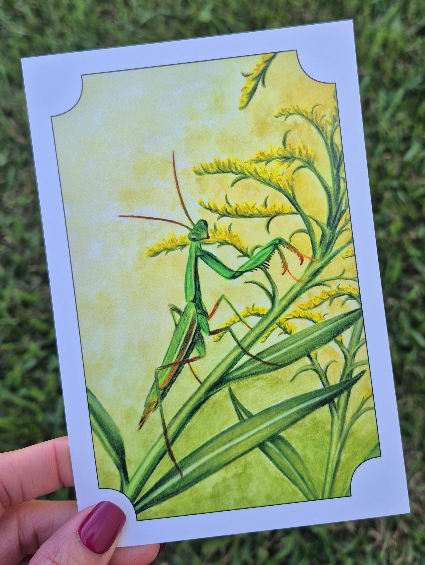 Praying Mantis Postcard