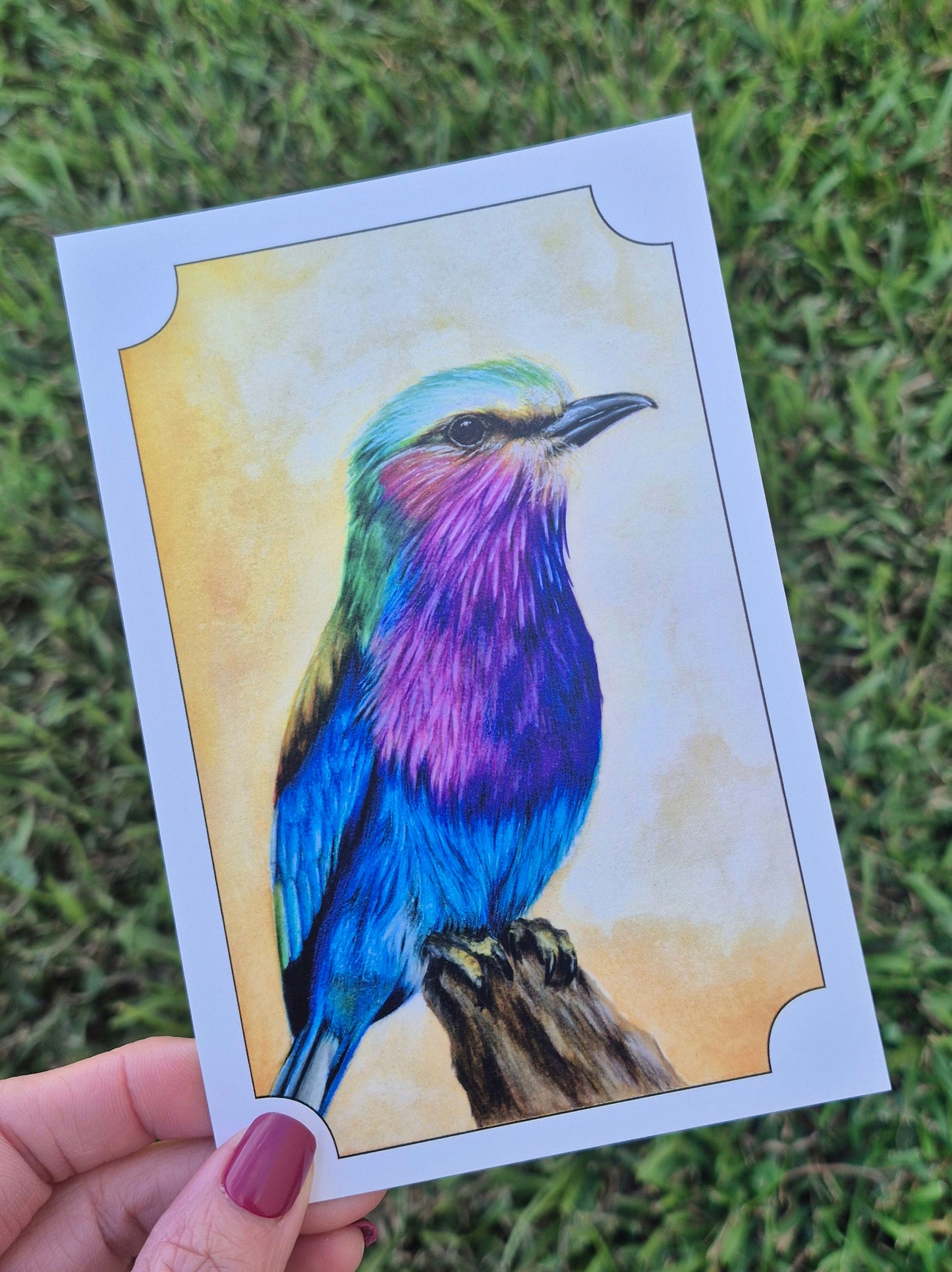 Lilac-Breasted Roller Postcard