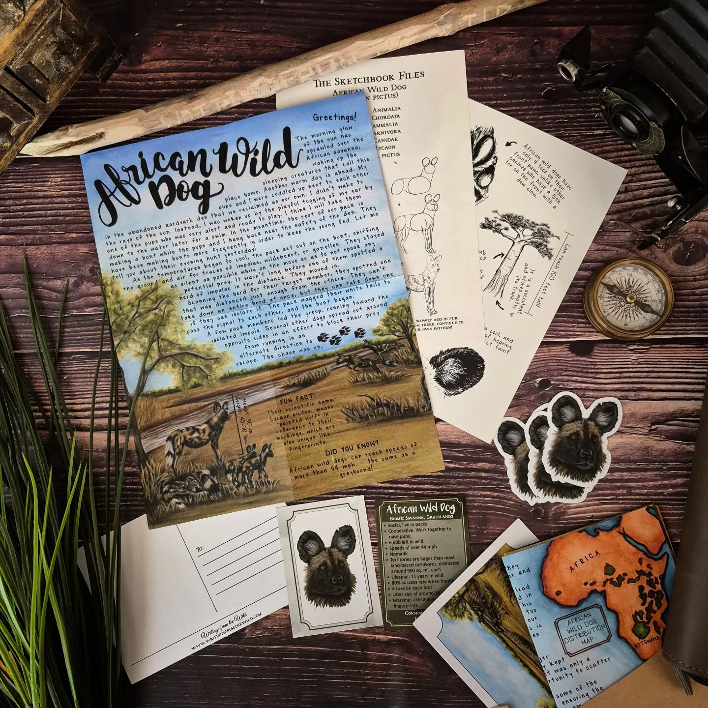 African Wild Dog PREMIUM March 2025