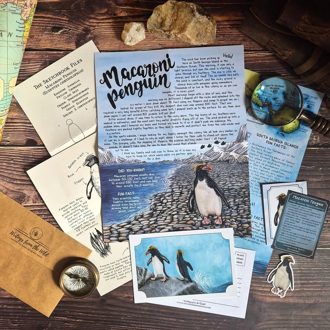 Macaroni Penguin PREMIUM Letter Jan 2026