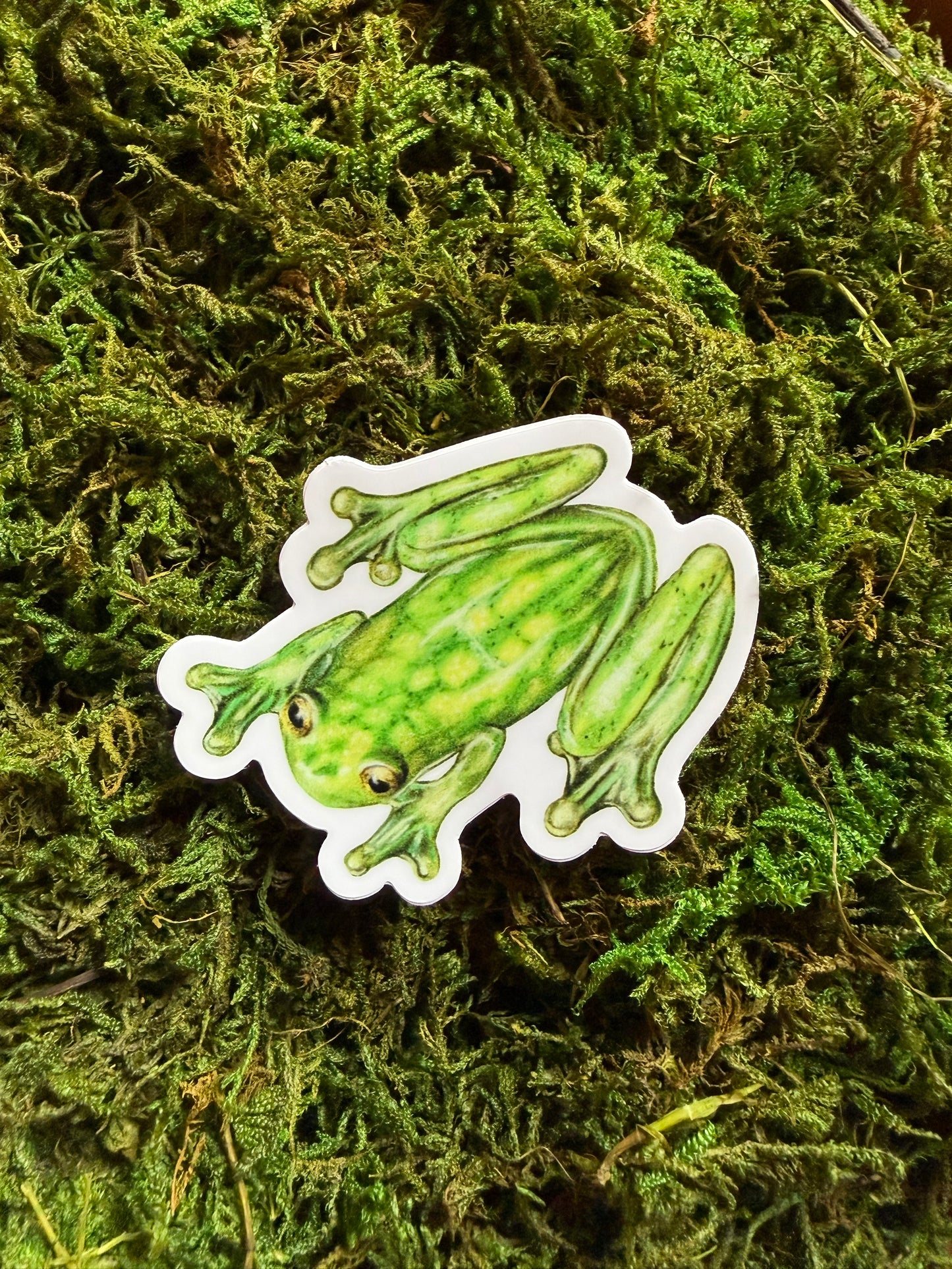 Glass Frog Sticker