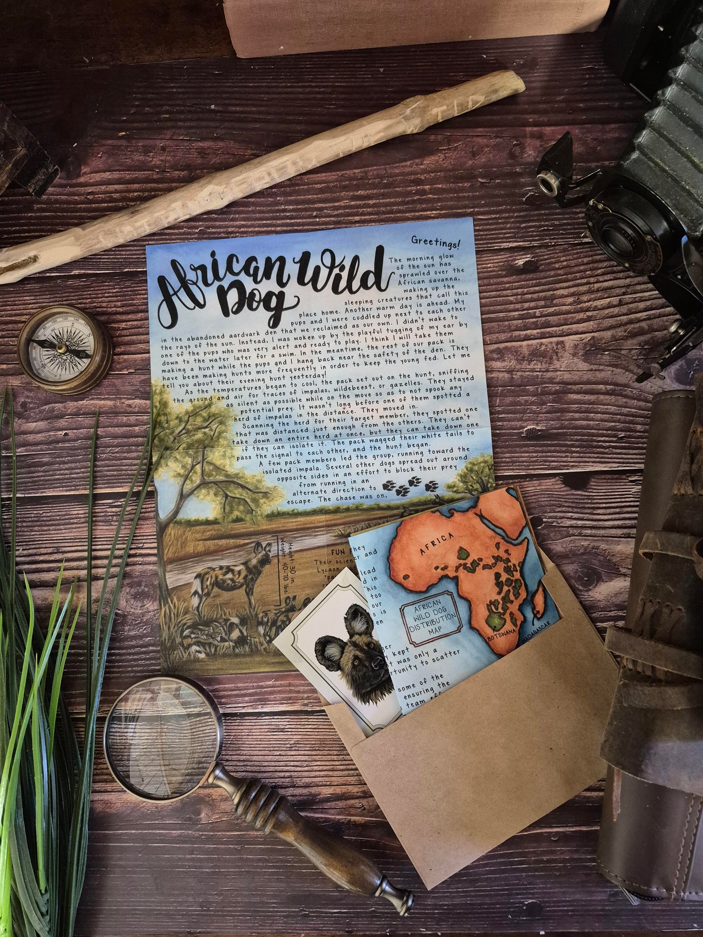 African Wild Dog BASIC March 2025