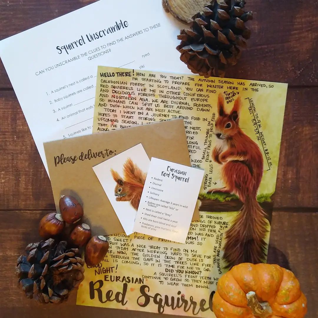 Red Squirrel September 2021