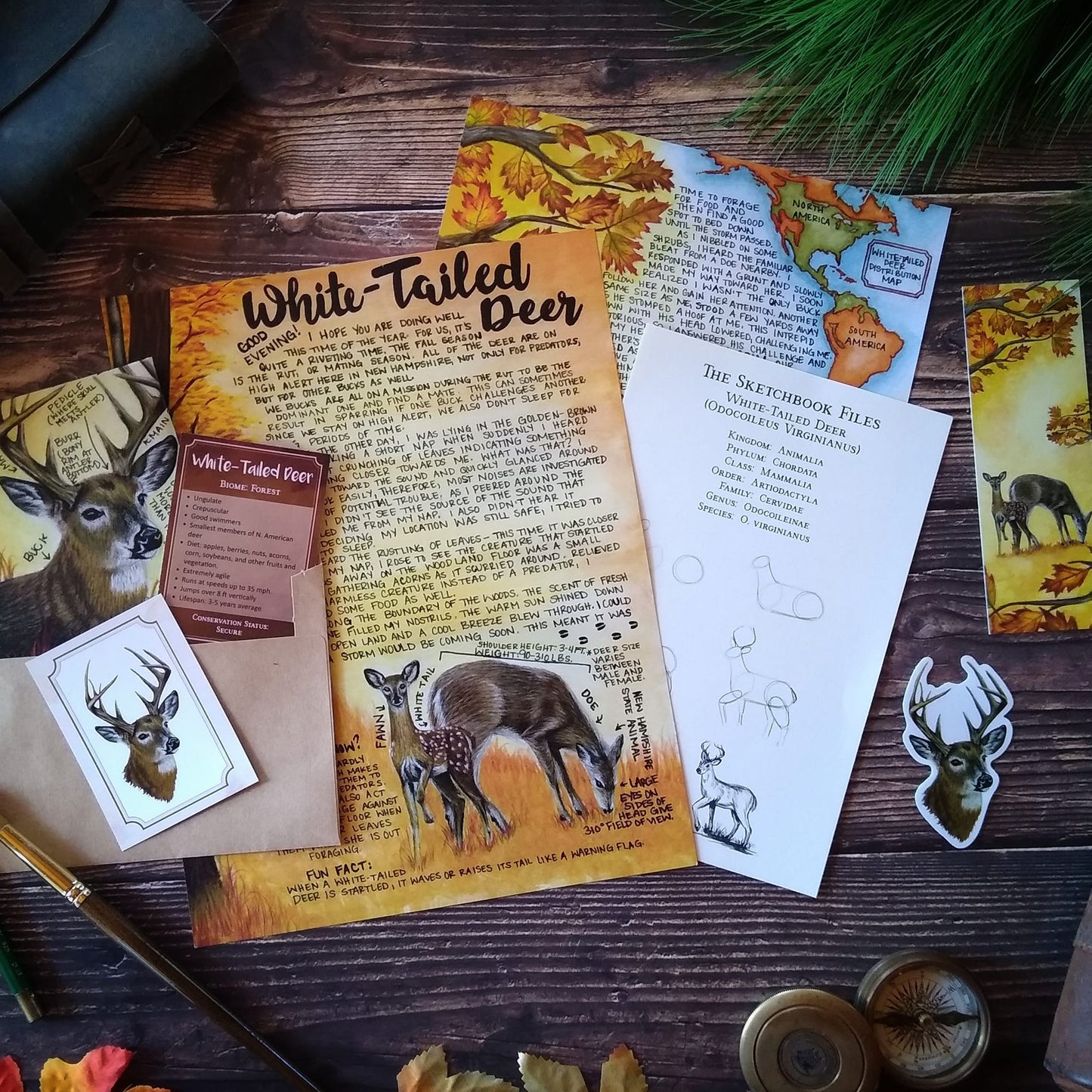 White-Tailed Deer PREMIUM Letter November 2022