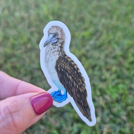 Blue-Footed Booby Sticker