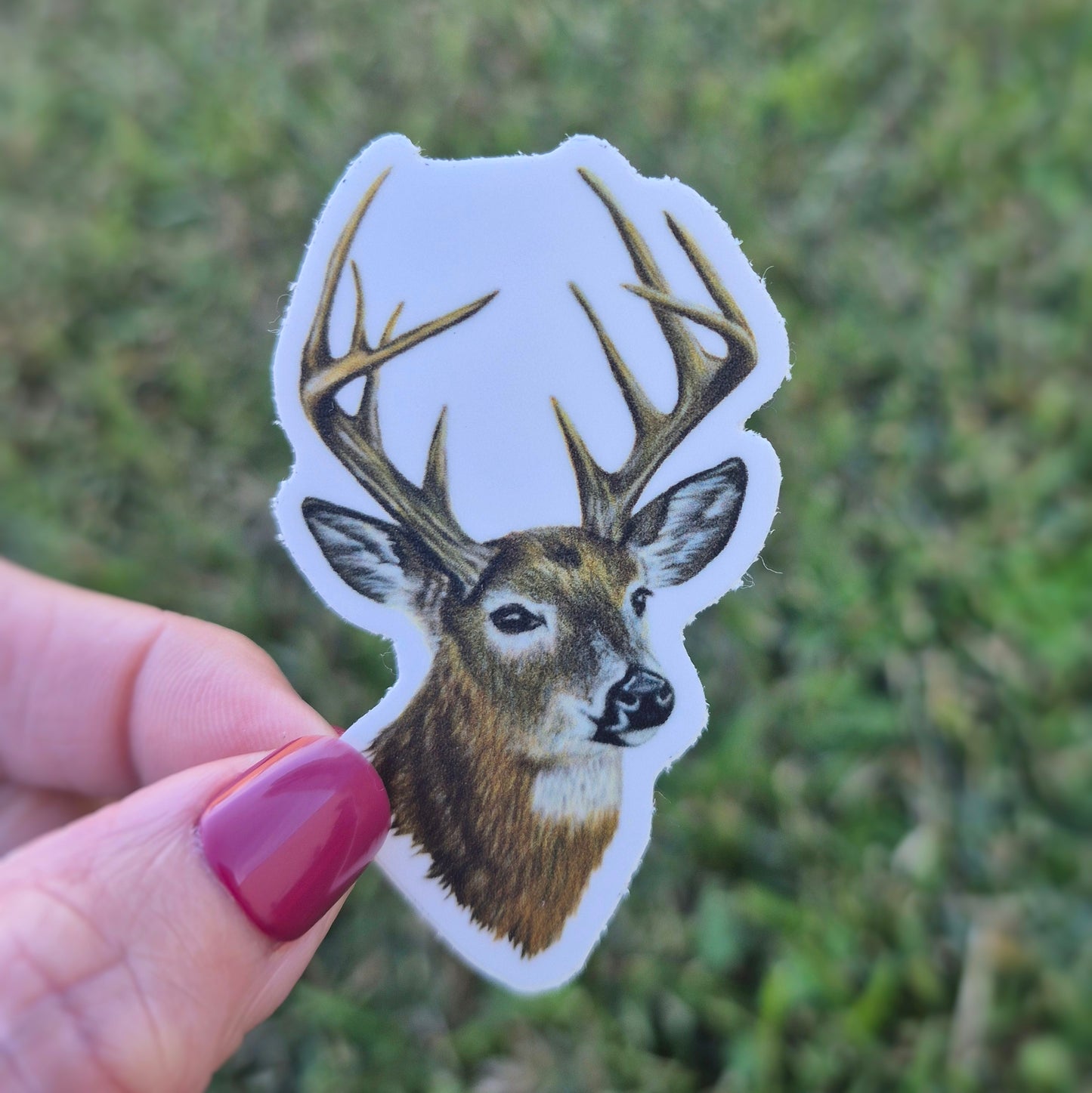 White-Tailed Deer Sticker