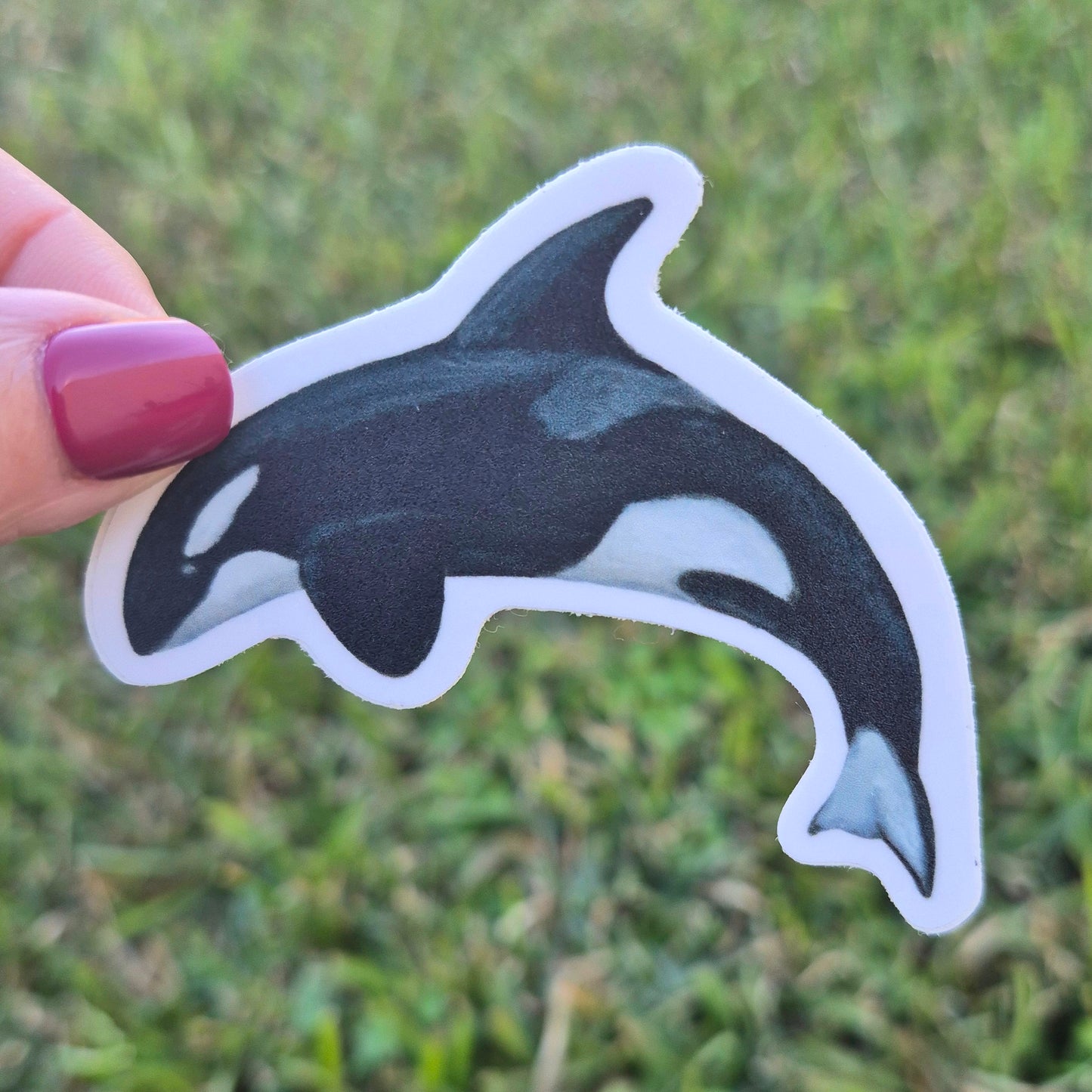 Orca Sticker