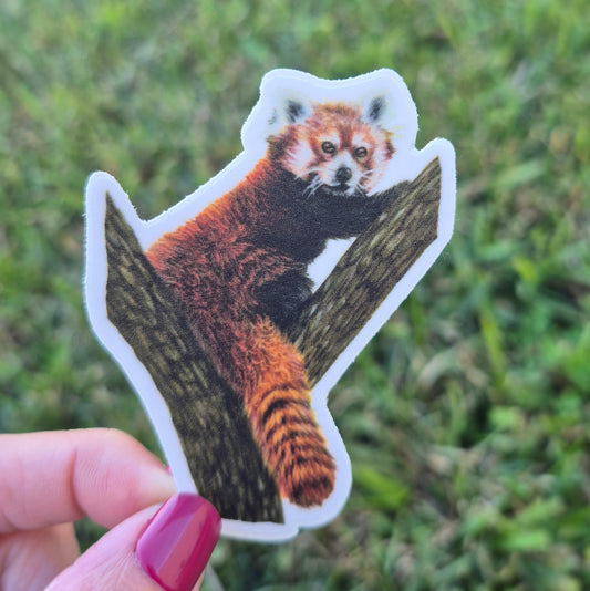 Red Panda Sticker
