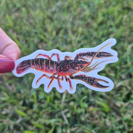 Crawfish Sticker