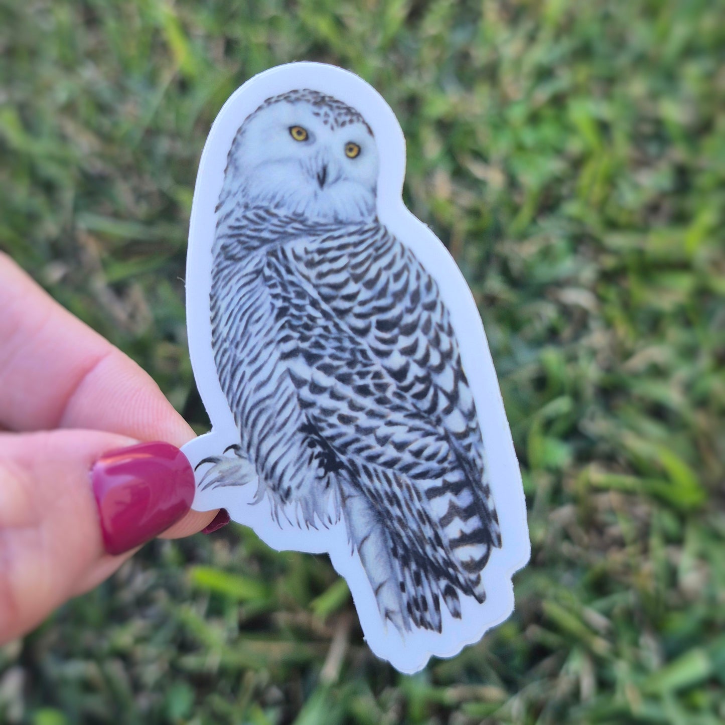 Snowy Owl Sticker