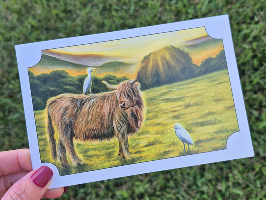 Highland Cow Postcard