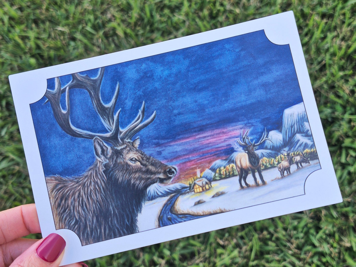 Elk Postcard