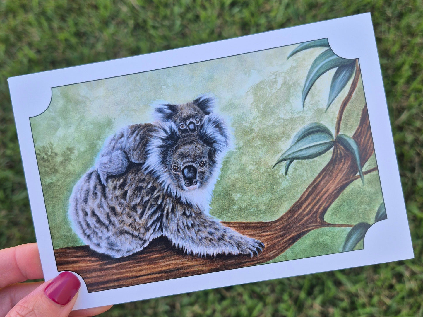 Koala Postcard