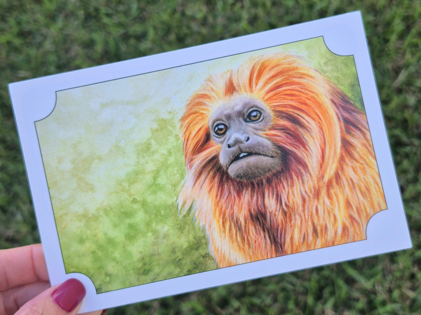 Golden Lion Tamarin Postcard