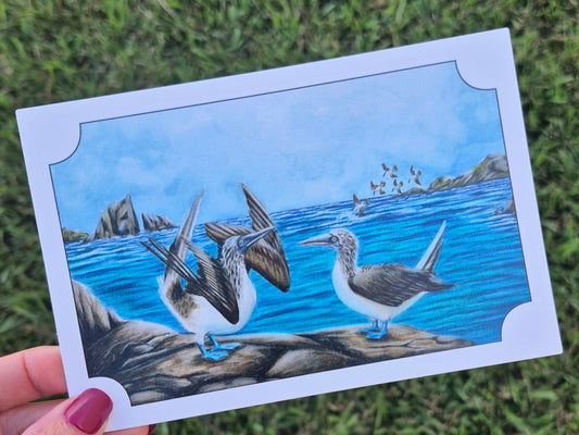 Blue-Footed Booby Postcard