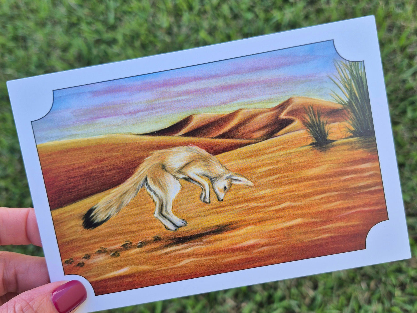 Fennec Fox Postcard