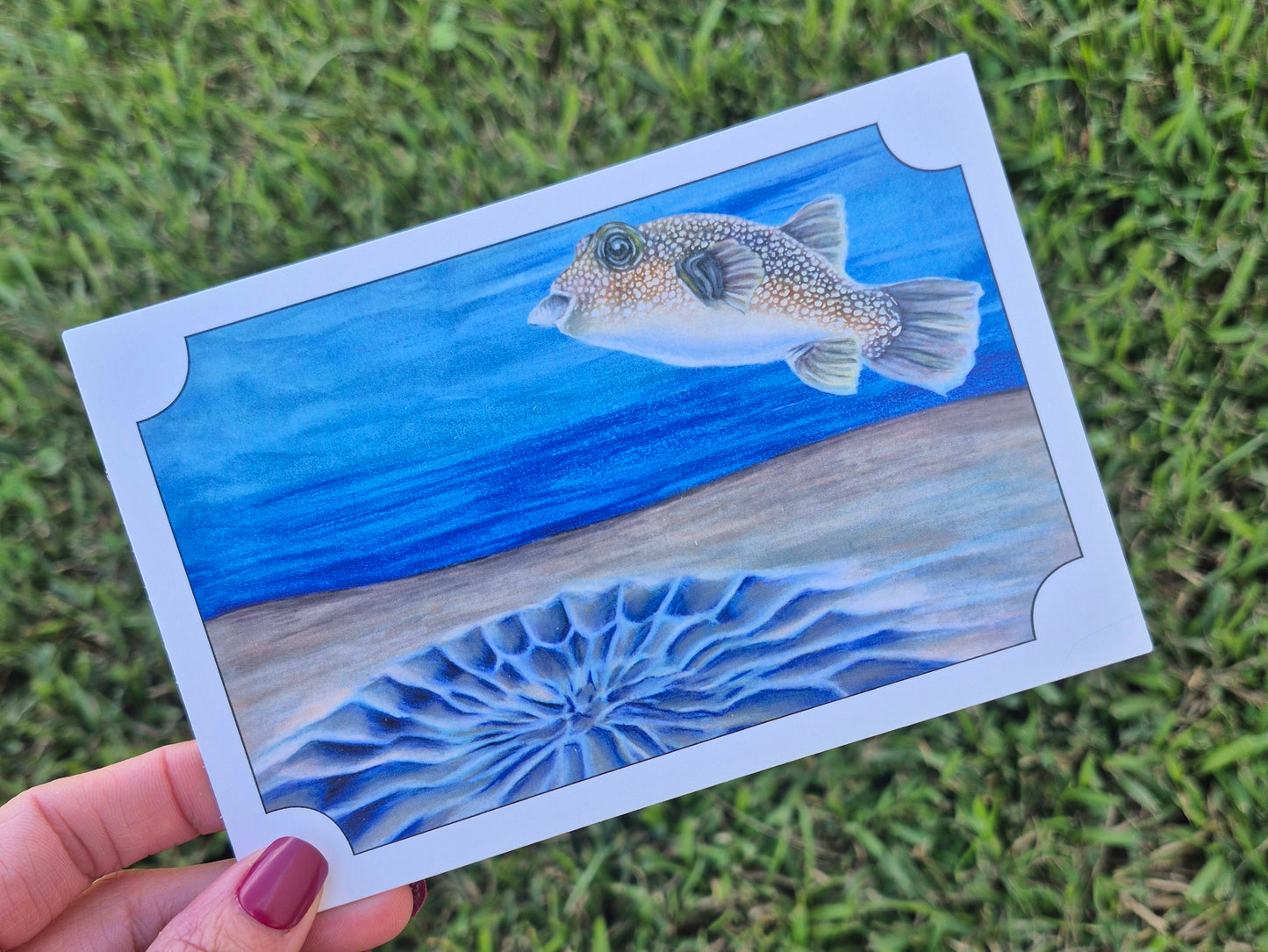 Pufferfish Postcard