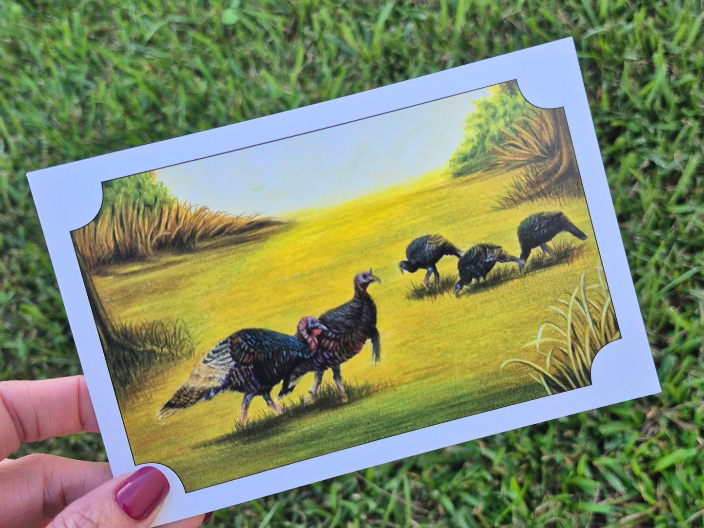 Wild Turkey Postcard