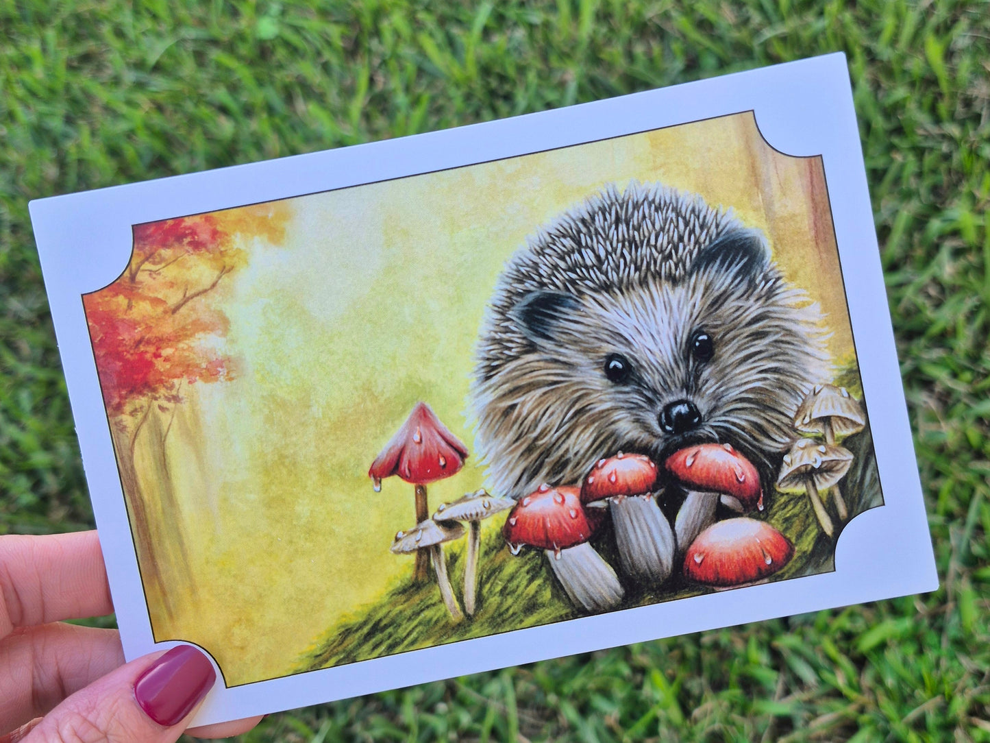 Hedgehog Postcard