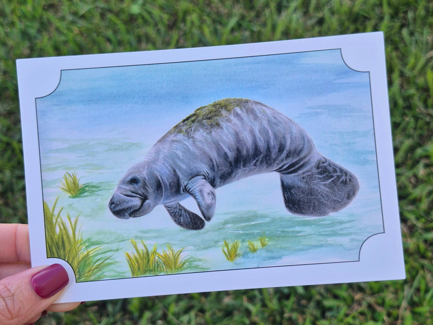 Manatee Postcard