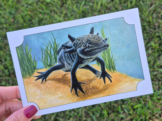 Axolotl Postcard