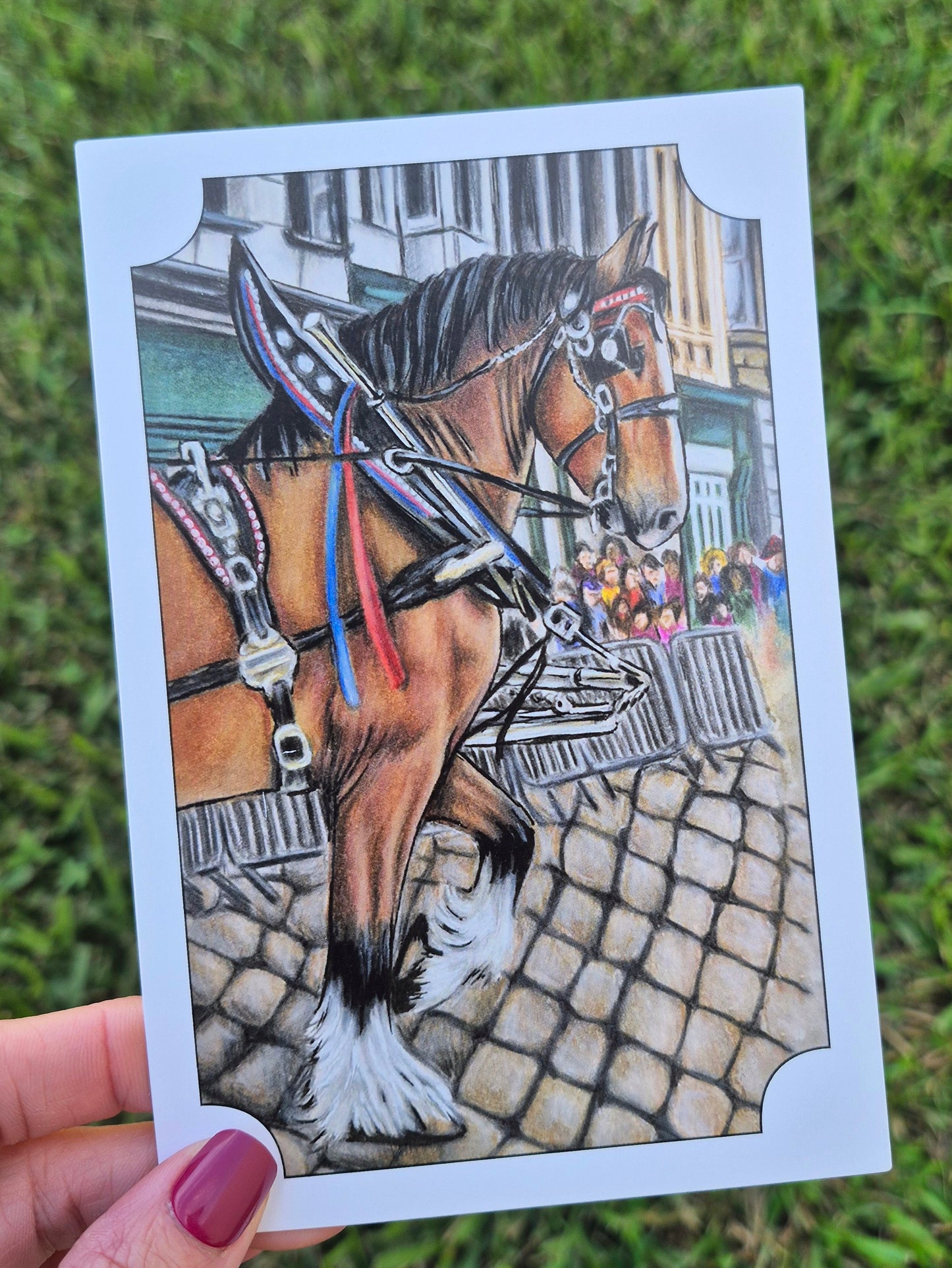Clydesdale Horse Postcard