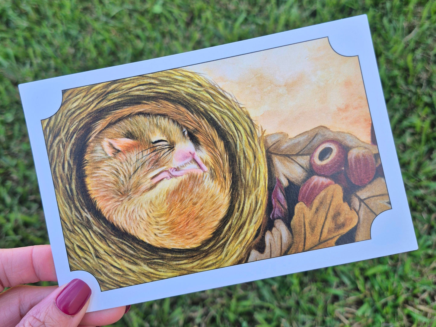 Hazel Dormouse Postcard