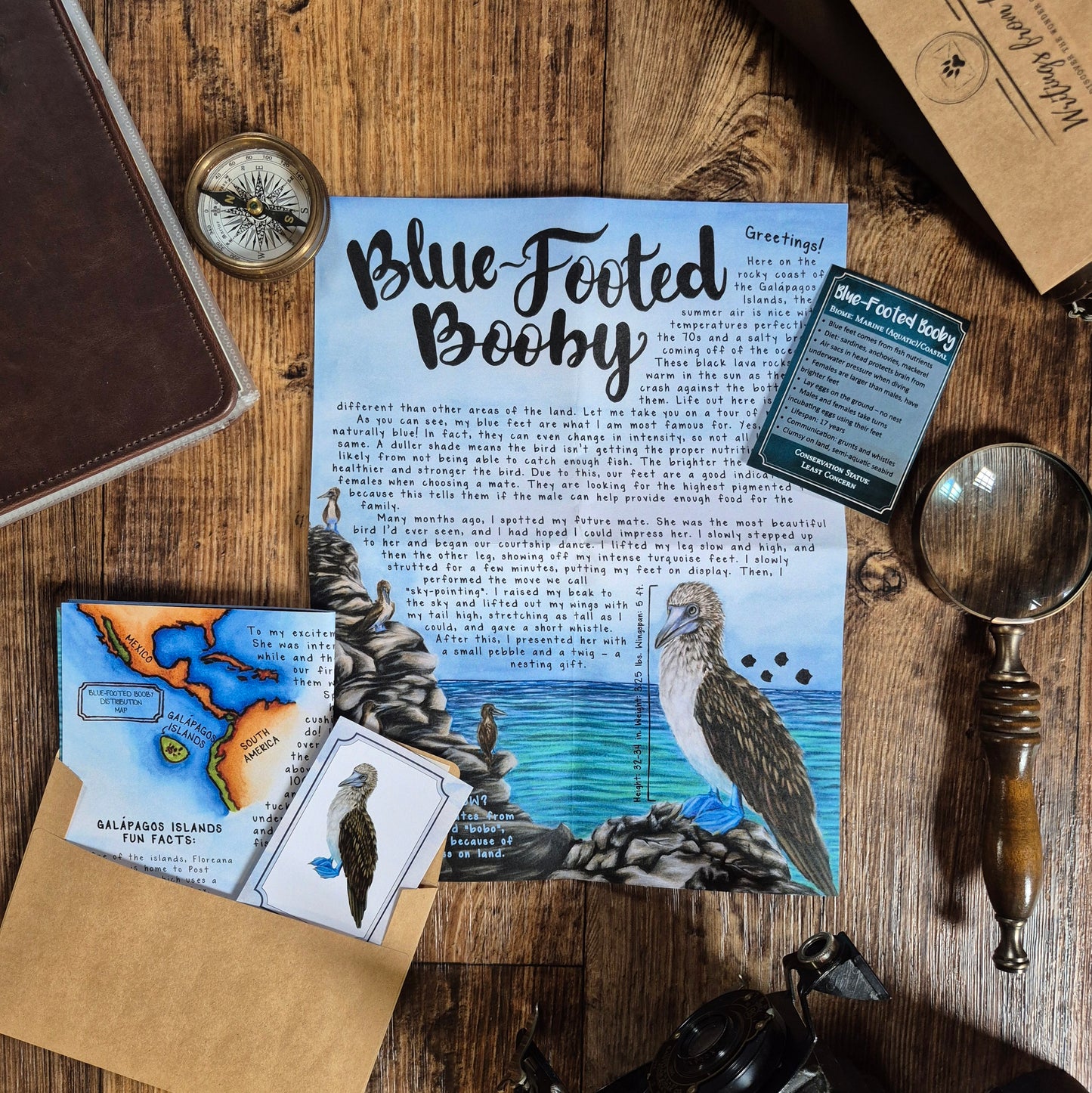 Blue-Footed Booby BASIC Letter June 2025