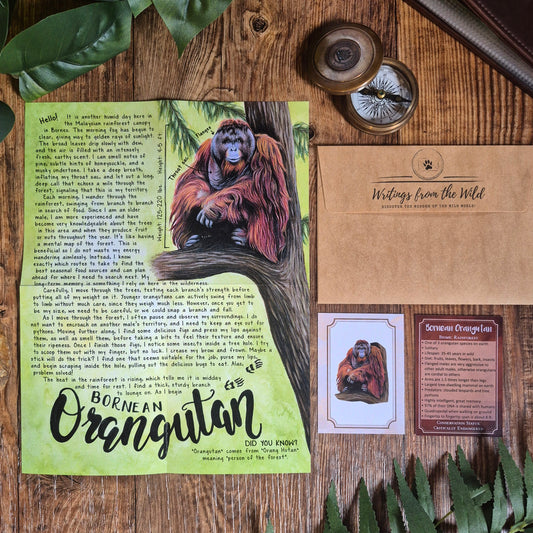 Bornean Orangutan BASIC Letter March 2026