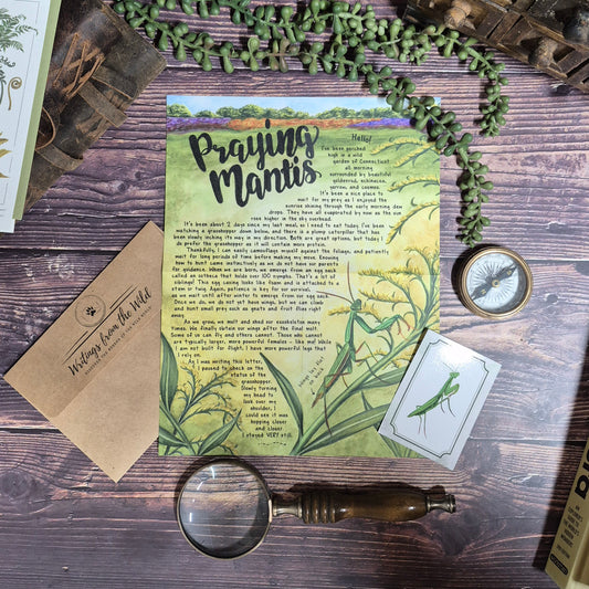 Praying Mantis BASIC Letter August 2025
