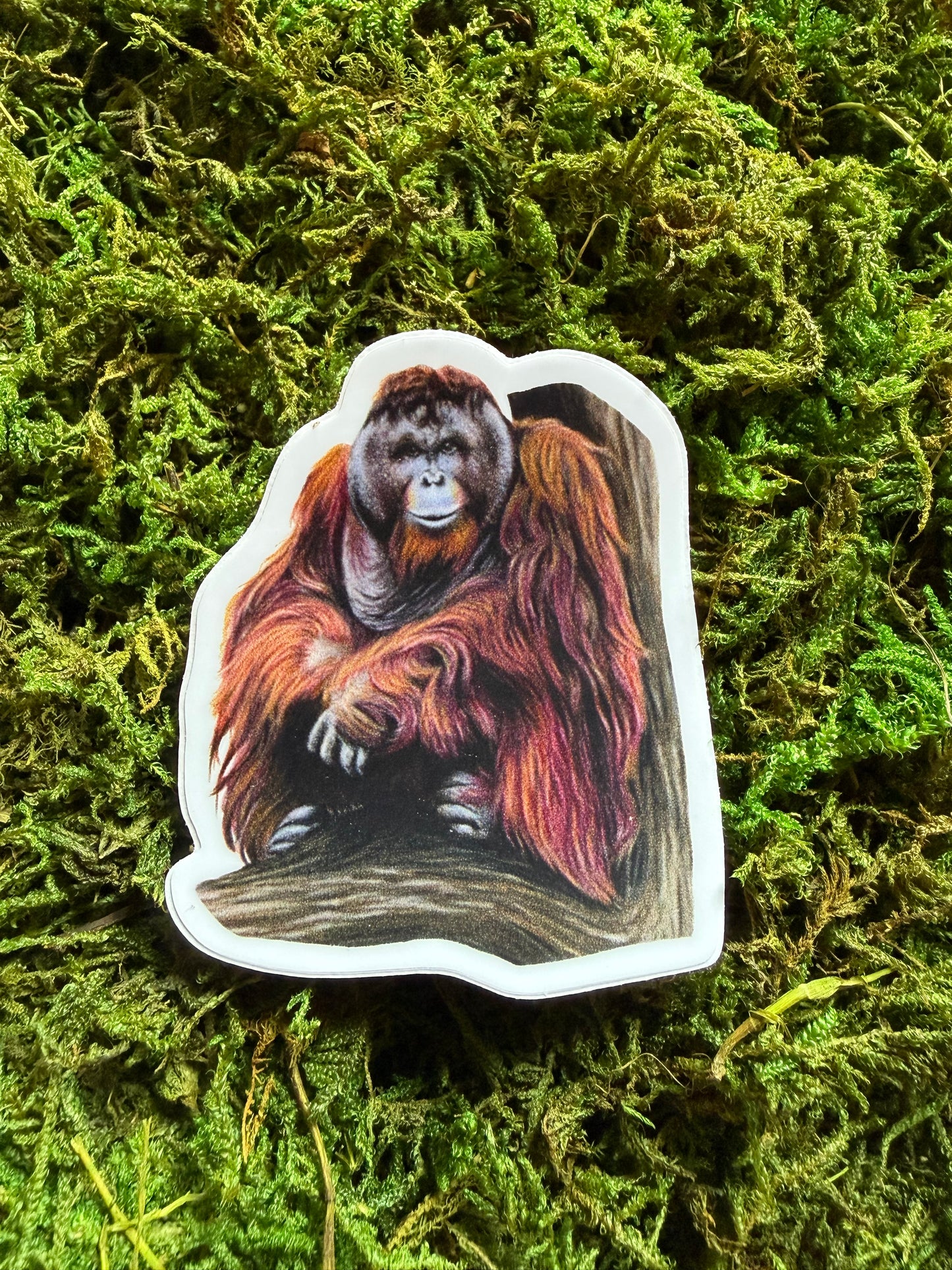 Bornean Orangutan Sticker