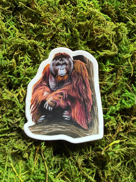 Bornean Orangutan Sticker