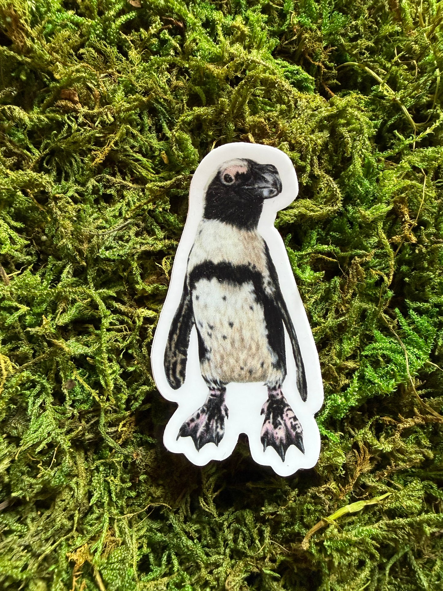Macaroni Penguin Sticker