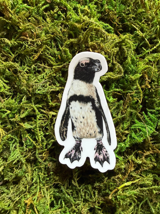 Macaroni Penguin Sticker