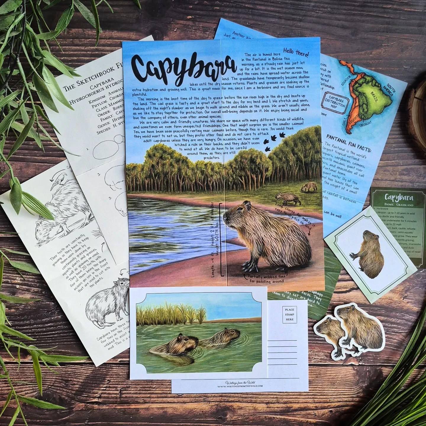 Capybara PREMIUM Letter February 2026