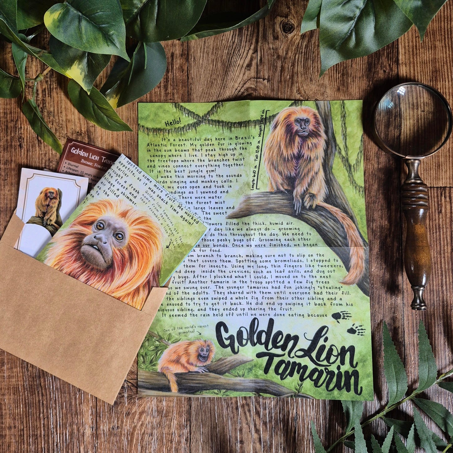 Golden Lion Tamarin BASIC Letter July 2025