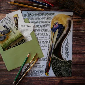 Brown Pelican Letter May 2022