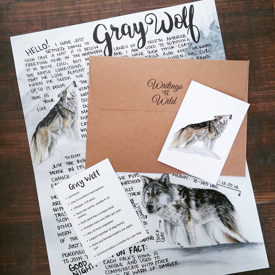 Gray Wolf January 2021