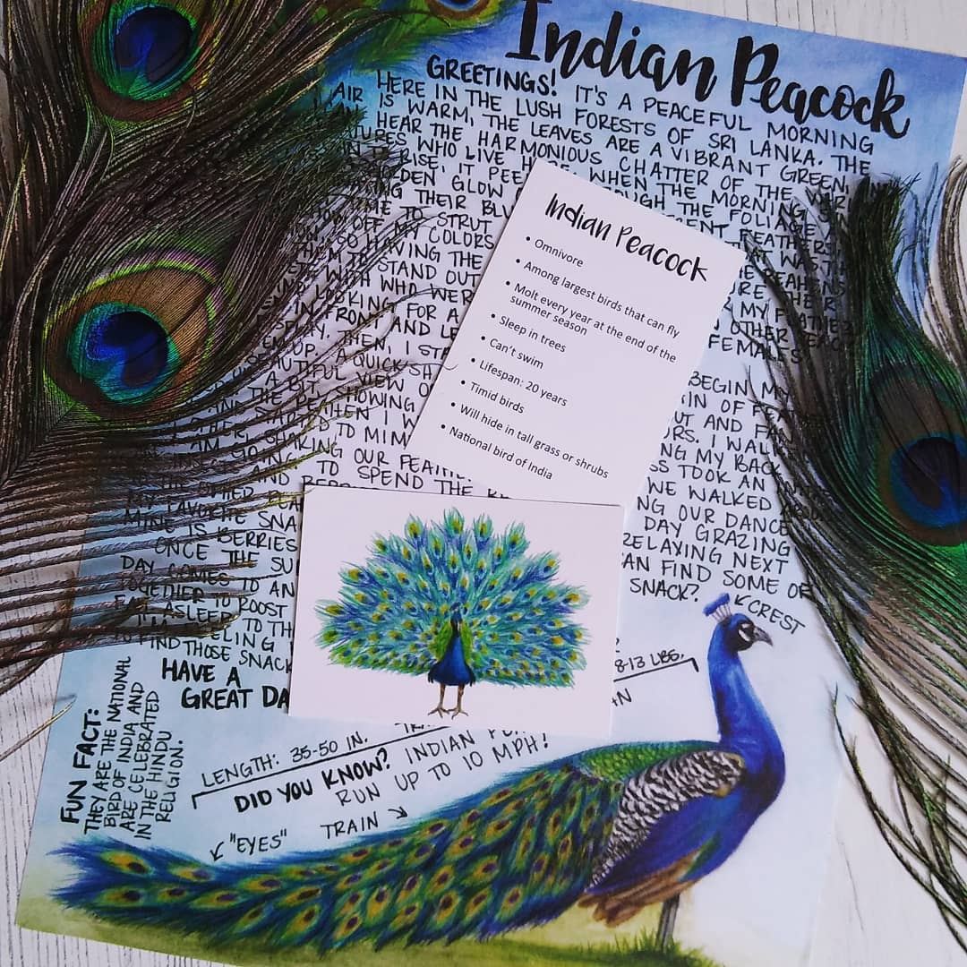 Indian Peacock Letter March 2021