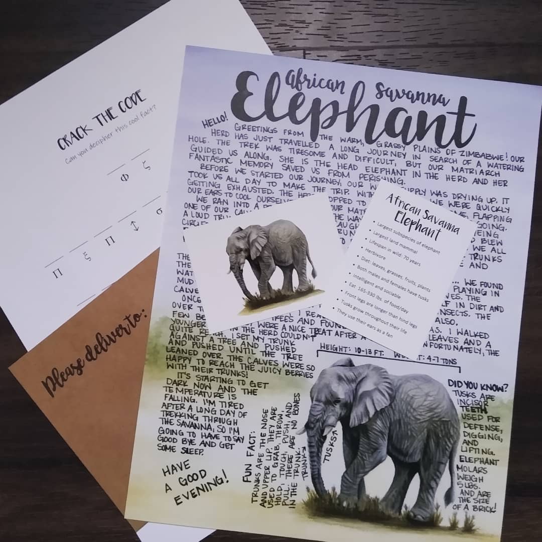 African Savanna Elephant May 2021
