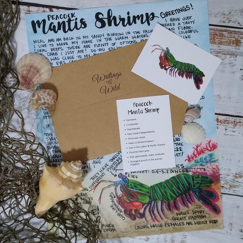 Mantis Shrimp - August 2021