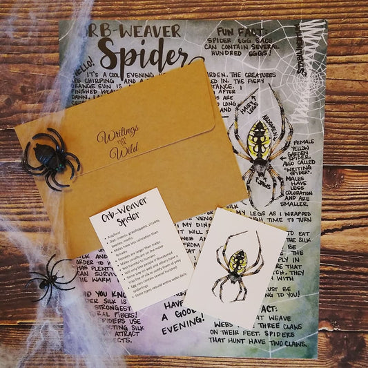 Orb-Weaver Spider October 2021